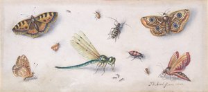 Insecten, vlinders en een libel, 17e eeuw