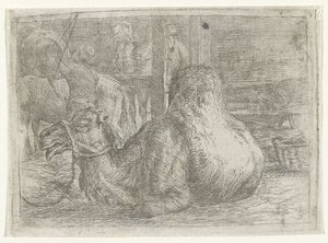 Liggende kameel door Jan van Ossenbeeck