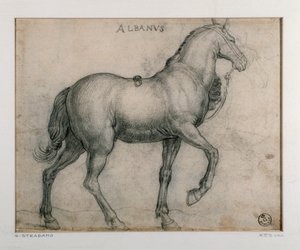Studie voor een paard door Jan van der Straet