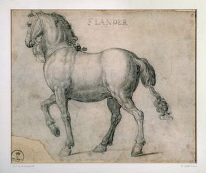 Studie voor een paard uit Vlaanderen