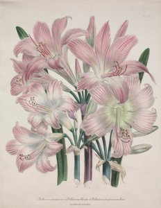 Belladonna-lelie: Amaryllis belladonna