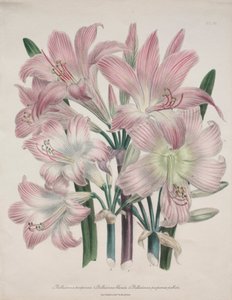 Belladonna-lelie: Amaryllis belladonna