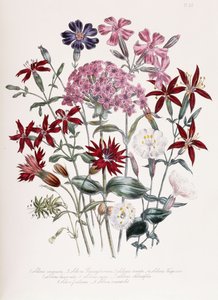 Silene