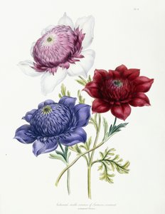 Gecultiveerde dubbele variëteiten van Anemone coronarial, 1843-49