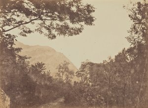 Acacia, Como door Jane Martha St. John