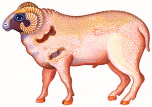 Ram de Ram