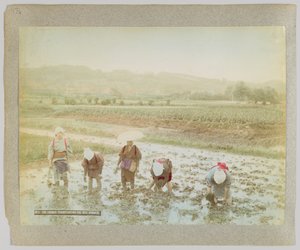 Rijstscheuten verplanten, Japan (handgekleurde zwart-wit foto) door Japanese Photographer