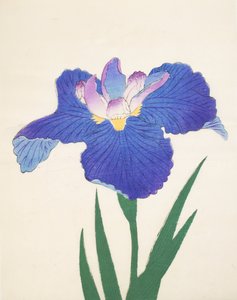 Aoi-Gata, nr.30, 1898