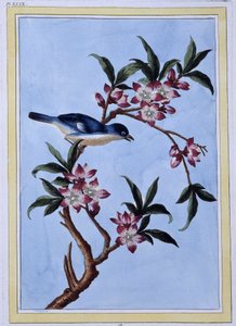 Vogel - Japanse prent