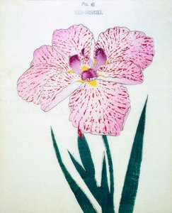 Ezo-Nishiki, nr.41, 1898