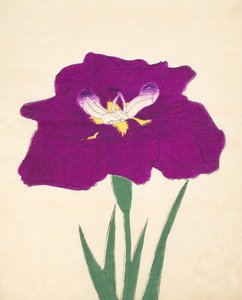 Hizume-no.-Hyoshi, nr.29, 1898 door Japanese School