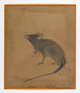 Muis
