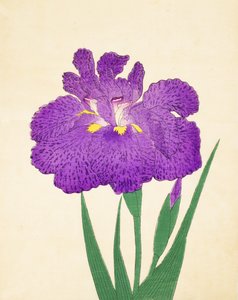 Nyo-Nishiki, nr.11, 1898