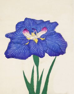 Shiga-no.-Uranami, nr.3, 1898