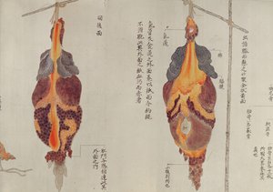 De longen van de dissectie van een martelslachtoffer van 1796, uit een makimono van een Midori-dokter, 1842