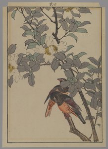 Twee vogels met witte bloemen, Meiji periode, 1892