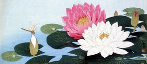 Waterlelies en libel - Japanse prent door Japanese School