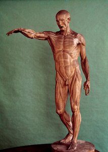 Menselijke anatomie. Ecorche door Jean Antoine Houdon (1741-1828) door Jean Antoine Houdon