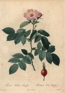 Roze appelroos, Rosa villosa. door Jean Baptiste Chapuy