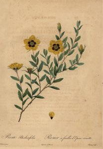 Gele roos, Rosa berberifolia. door Jean Baptiste Chapuy