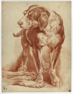 Hound Staand