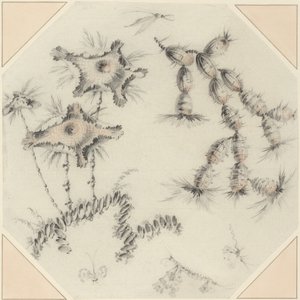Bamboebloemen en cactussen (zwart en rood krijt op geschept papier) door Jean Baptiste Pillement