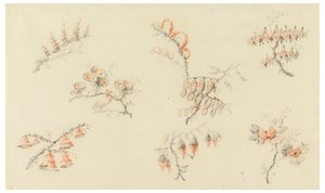 Takken van Zeven Ideale Bloemen en een Quasi-Naturalistische Bloem door Jean Baptiste Pillement