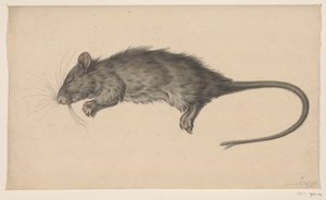 Dode rat