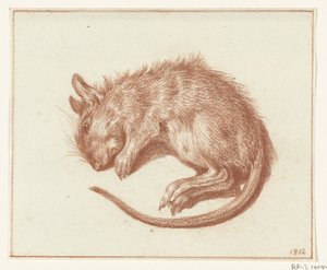 Dode rat