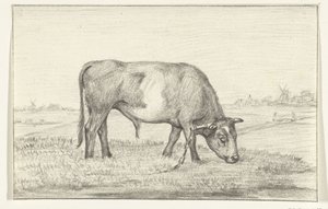 Grazende stier in een wei, naar rechts