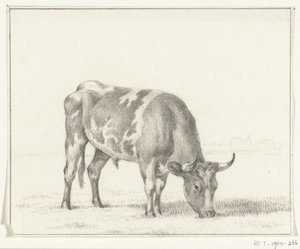 Grazende stier, naar rechts