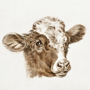 Kop van een koe door Jean Bernard