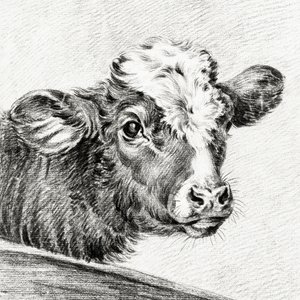 Kop van een koe door Jean Bernard