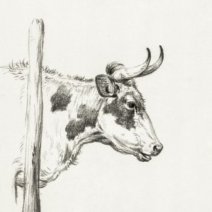 Koeienkop, naar rechts (1820) door Jean Bernard