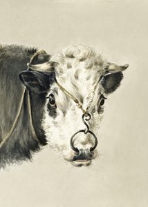 Koeienkop met een ring door de neus (1820) door Jean Bernard