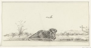 Koe in het water