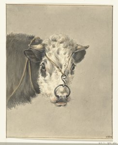 Kop van een koe, met een ring door de neus, van voren door Jean Bernard