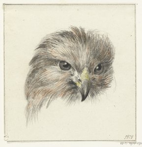 Kop van een roofvogel