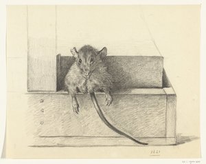 Muis