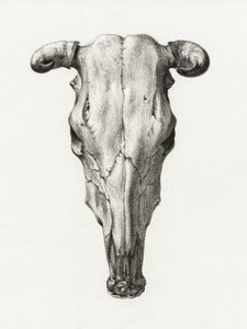 Schedel van een koe – Vooraanzicht (1816) door Jean Bernard