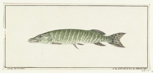 Snoek