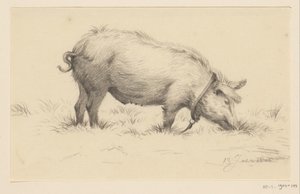 Staand waterend varken, naar rechts, in het gras door Jean Bernard
