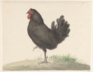 Staande zwarte kip