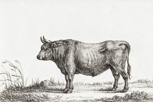 Standing Bull door Jean Bernard