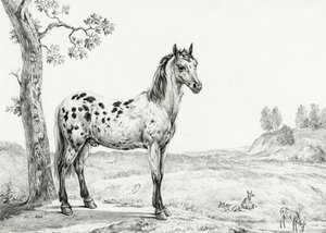 Staand gevlekt paard door Jean Bernard