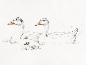 Twee ganzen met een jong (1775–1833) door Jean Bernard