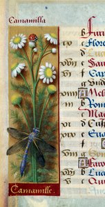 Botanisch: kamille met lieveheersbeestje en libel door Jean Bourdichon