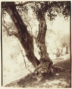 Olivier, Nice (Olijfboom, Nice) door Jean Eugène Auguste Atget