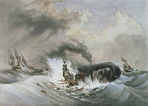 De walvis door Jean Francois (after) Garneray