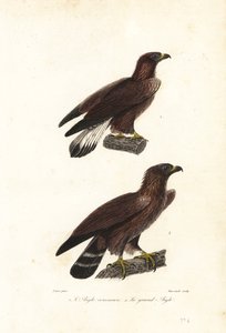 Steenarend, Aquila chrysaetos